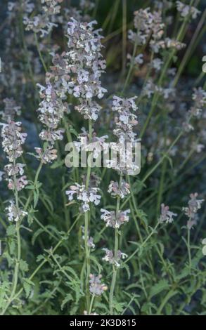 Lesser cat-mint, Nepeta nepetella in flower in the French Alps. Stock Photo