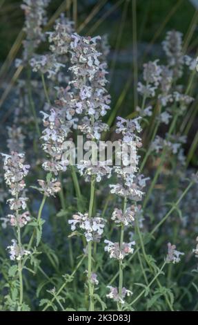 Lesser cat-mint, Nepeta nepetella in flower in the French Alps. Stock Photo