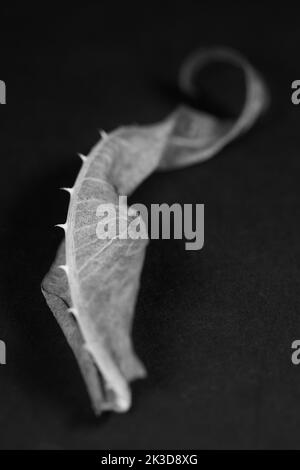Dry teasel leaf with thorns on spine on a black background. Stock Photo