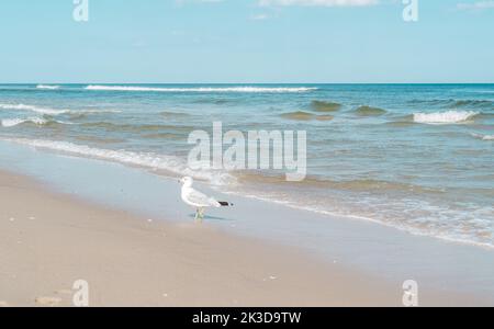 A Seagull Walking on the Beach in New Jersey. Stock Photo