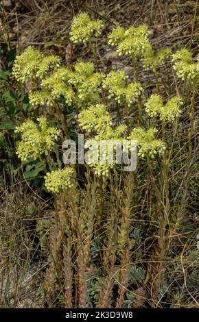 Pale stonecrop, Petrosedum sediforme, in flower, French Alps. Stock Photo