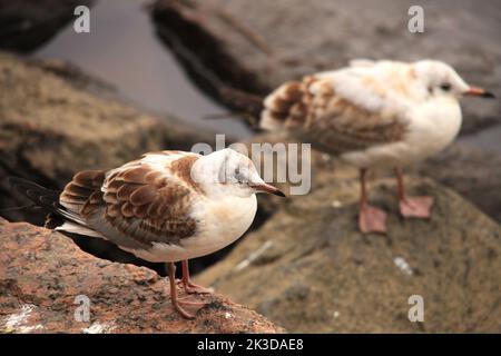 gull chicks sit on a rock by the water. High quality photo Stock Photo