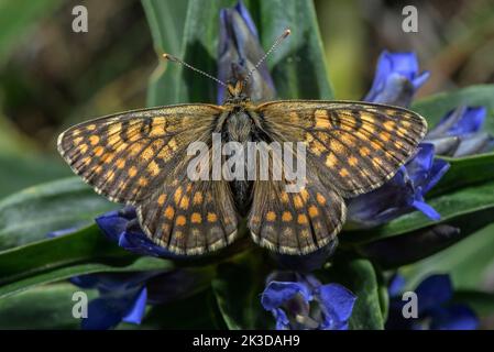 Heath Fritillary, Melitaea athalia, settled on Cross gentian, Gentiana cruciata. French Alps. Stock Photo