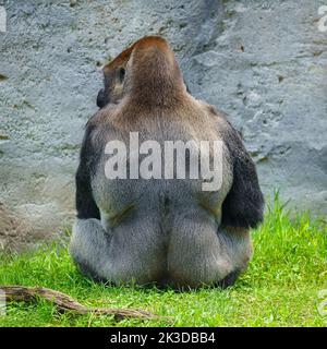 Big silver-backed gorilla sitting on the grass on his back. Stock Photo