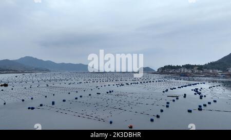 NINGDE, CHINA - SEPTEMBER 23, 2022 - An aerial photo shows an offshore farming mariculture in Ningde City, Fujian Province, China, Sept 23, 2022. Stock Photo