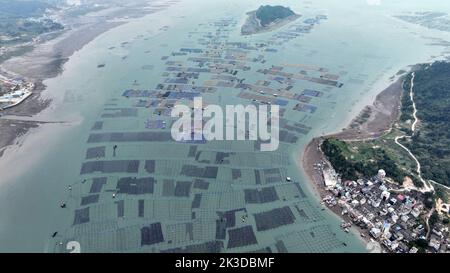 NINGDE, CHINA - SEPTEMBER 23, 2022 - An aerial photo shows an offshore farming mariculture in Ningde City, Fujian Province, China, Sept 23, 2022. Stock Photo