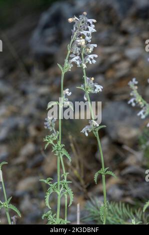 Lesser cat-mint, Nepeta nepetella in flower in the French Alps. Stock Photo