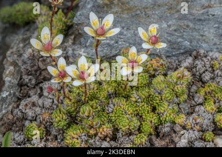 Moss saxifrage, Saxifraga bryoides, in flower at high altitude in the Italian Alps. Stock Photo