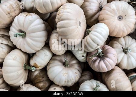 Pile of small white pumpkins at the farmers market. Stock Photo