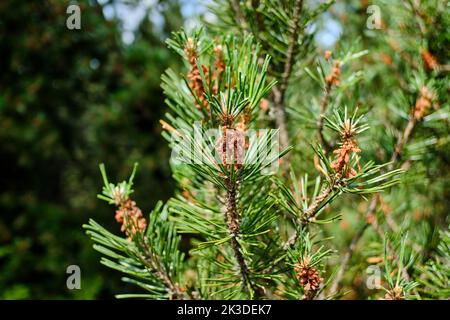Vegetation und Szenerie im Naturschutzgebiet Hochmoor