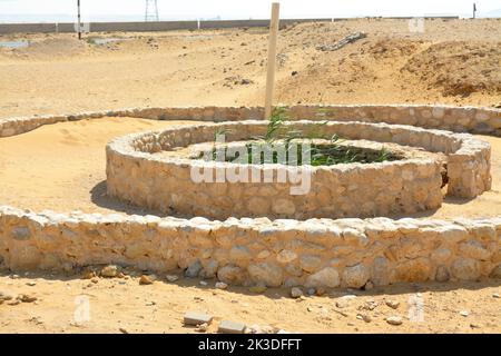 The Prophet Moses Springs, water wells and palms in Sinai Peninsula, Ras Sidr, Egypt Stock Photo