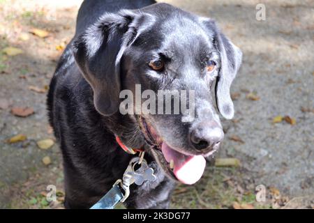 Black Labrador on a lead Stock Photo