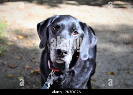Black Labrador Dog on a lead Stock Photo