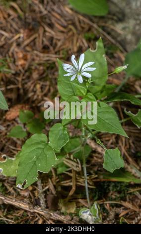 Wood Stitchwort, Stellaria nemorum, in flower in the Maritime Alps. Stock Photo