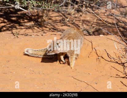 A Yellow Mongoose in Kalahari savannah Stock Photo