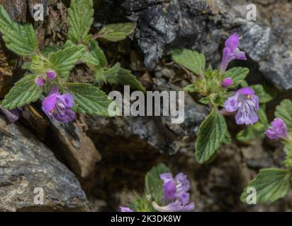 Broad-leaved Hemp-nettle, Galeopsis ladanum in flower in the Pyrenees at 1700m. Stock Photo