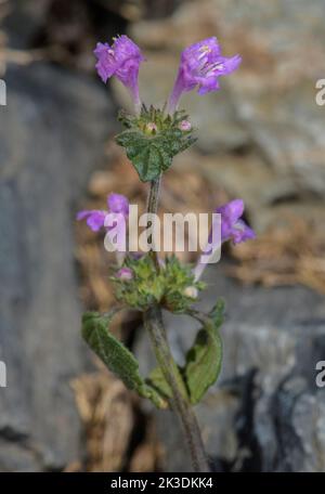 Broad-leaved Hemp-nettle, Galeopsis ladanum in flower in the Pyrenees at 1700m. Stock Photo