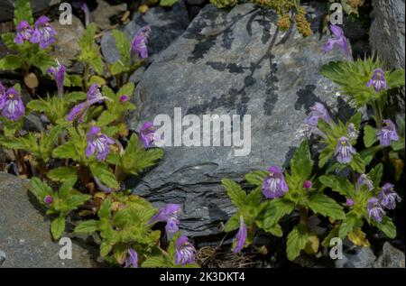 Broad-leaved Hemp-nettle, Galeopsis ladanum in flower in the Pyrenees at 1700m. Stock Photo