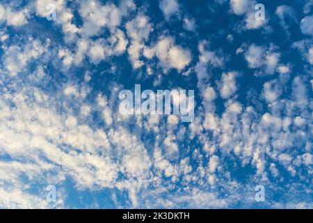 August Evening Sky Filled with Cirrocumulus Cloudlets and Blue Sky Stock Photo