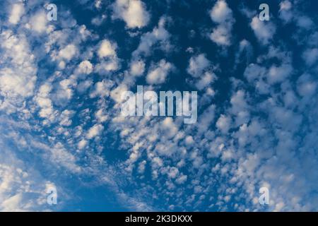 August Evening Sky Filled with Cirrocumulus Cloudlets and Blue Sky Stock Photo