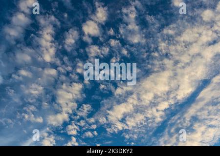 August Evening Sky Filled with Cirrocumulus Cloudlets and Blue Sky Stock Photo