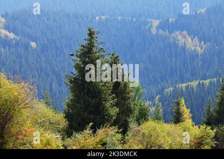 Spruce trees and pine forest on mountains in canyon Seven bulls in Jeti-Oguz, Kyrgyzstan Stock Photo