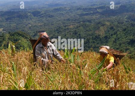 Jhum Farming Rice Bangladeshi indigenous farmers are busy harvesting jhum rice from the ...