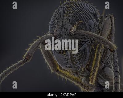 Microscopic Head Detail of Tooth Ant Odontoponera SP, Arthropoda Phylum, Ponerinae Subfamily, 10X magnification Macro Front view Stock Photo