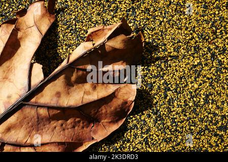 Dry brown leaf on wooden background  Stock Photo