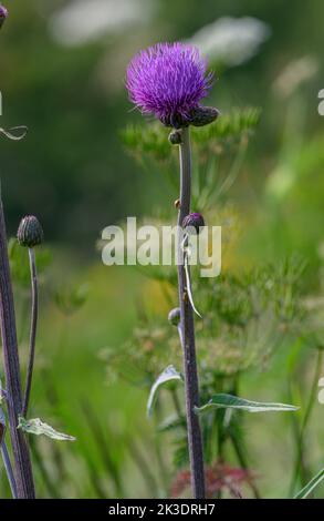 Melancholy thistle, Cirsium heterophyllum, in flower in damp mountain pasture. Stock Photo