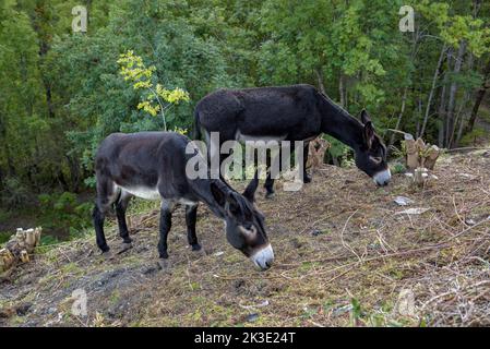 Catalan donkey (Equus asinus var. catalana) grazing in the surroundings of the village of Alendo (Pallars Sobirà, Lleida, Catalonia, Spain, Pyrenees) Stock Photo