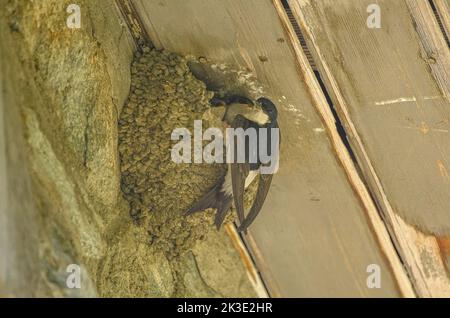 Common house martin, Delichon urbicum, at the nest with young. Stock Photo