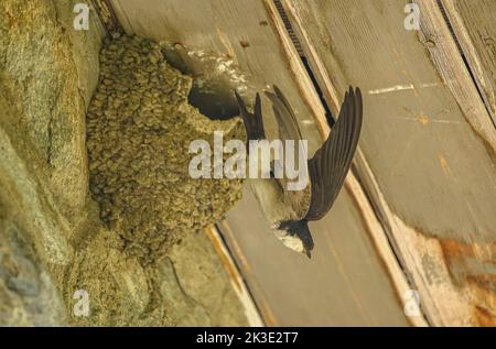 Common house martin, Delichon urbicum, in flight, leaving the nest with young. Stock Photo