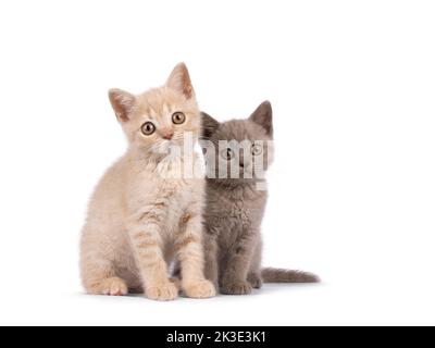Adorable duo of cream and lilac Shorthair cat kittens, sitting beside each other. Looking towards camera. Isolated on a white background. Stock Photo
