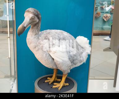 A Dodo, Raphus cucullatus in the Oxford University Museum of Natural History, Oxford, Oxfordshire, UK. Stock Photo