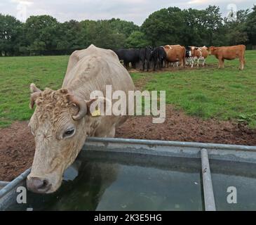 Dairy Cows, Witherwin Farm, Lumb Brook Road, Appleton, Warrington, Cheshire, England, UK, WA4 3HH Stock Photo