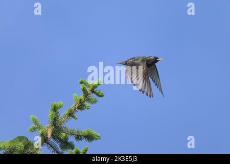 A common starling taking off a tree, blue sky, sunny day in springtime, Vienna (Austria) Stock Photo