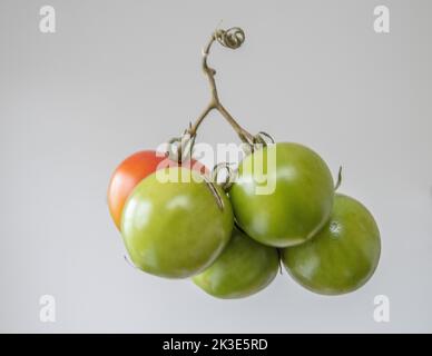 Tomatoes cut out tomatoes on vine - green ripe tomato and one red tomatoes gray background Stock Photo