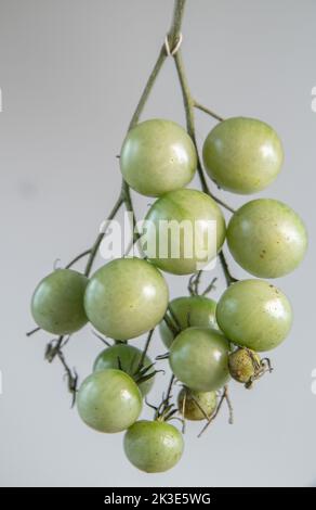 Tomatoes cut out tomatoes on vine - green ripe tomato - tomatoes gray background Stock Photo