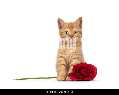 Cute red British Shorthair cat kitten, sitting up facing front with fake red rose flower. Looking straight to camera. Isolated on a white background. Stock Photo