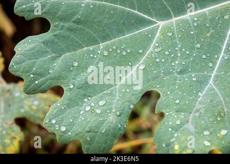 raindrops on the leaf from a fig tree a symbol of knowledge enlightenment passion and fertility Stock Photo