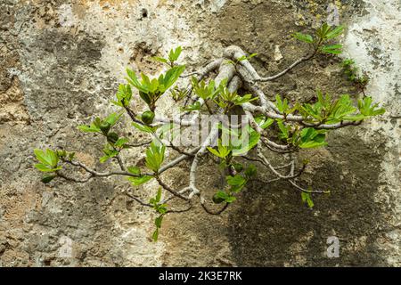 Small fig plant grown between the cracks in the wall. Puglia, Italy, Europe Stock Photo