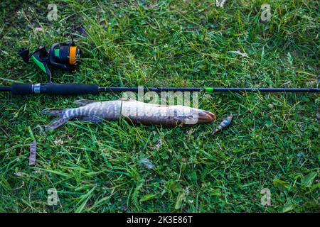 Caught pike lying on the green grass. Pike near spinning and bait. Spinning and reel on the grass near the pike. View from above. Stock Photo
