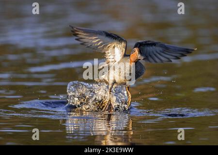 Eurasian teal / common teal / Eurasian green-winged teal (Anas crecca) male / drake in breeding plumage taking off from water in pond in spring Stock Photo