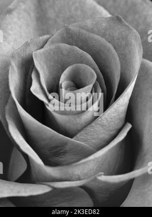 Monochrome rose, showing that colour does not always define something. Blue channel enhanced. Stock Photo