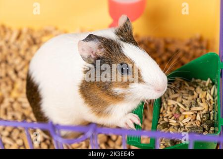 A small guinea pig eats food from a caged feeder. Stock Photo