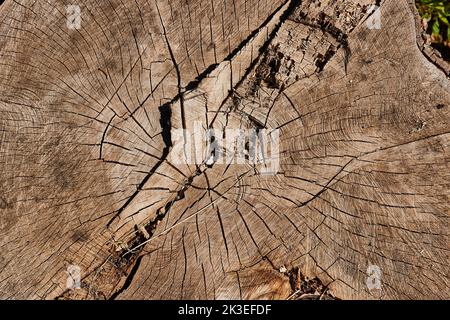 Tree trunk texture Stock Photo