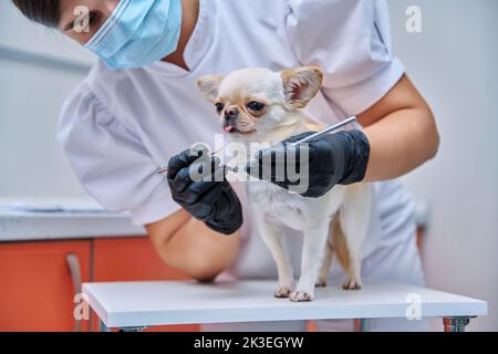 Small chihuahua dog being examined by a dentist doctor in a veterinary clinic. Pets, medicine, care, animals concept Stock Photo