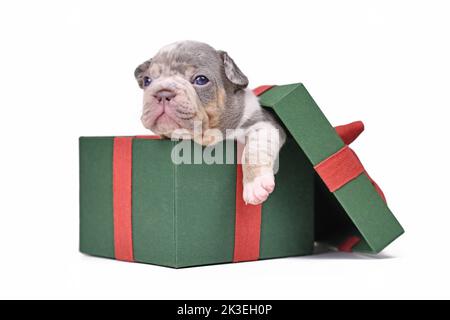 Blue merle tan French Bulldog dog puppy in green Christmas gift box on white background Stock Photo