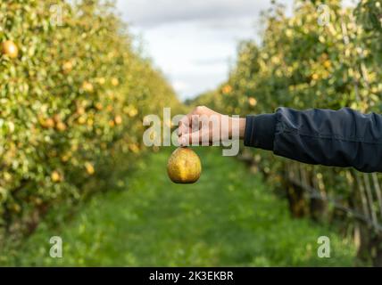 Hand holding fresh, ripe pear on the background of organic pear orchard, selective focus Stock Photo